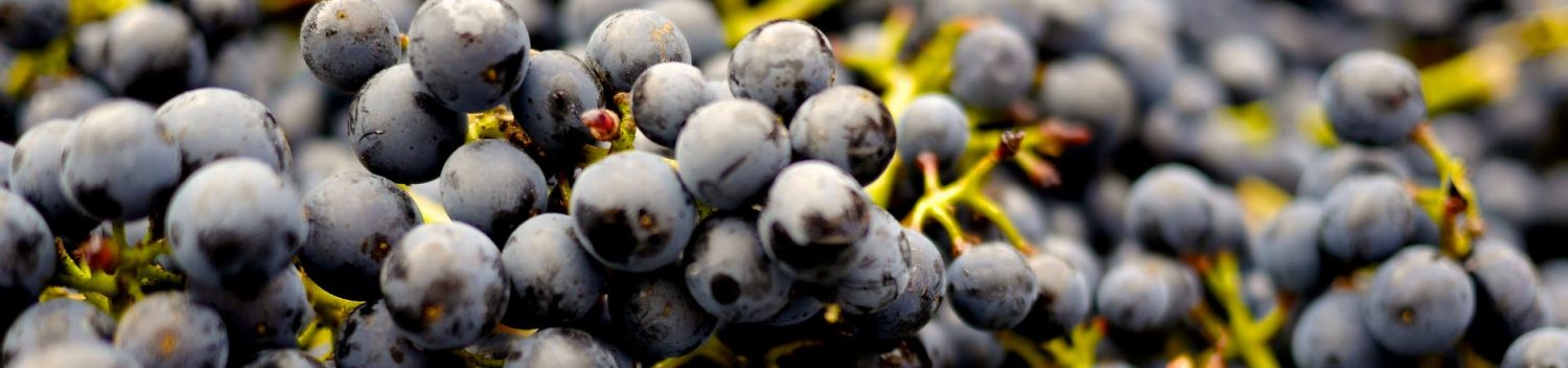 Temeacher's Incredible Finds